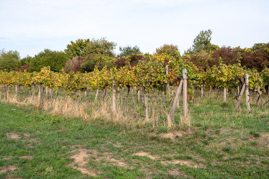 Autumn vineyard at Star&aacute; hora in Pezinok, Slovakia, with traditional grapevine rows and colorful foliage, ideal for viticulture, winemaking, wine tourism, agriculture and harvest concepts.