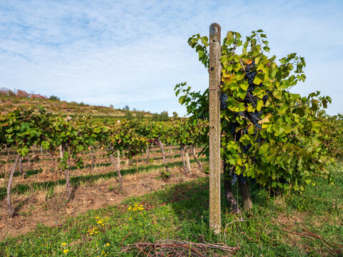 Ripe dark wine grapes on grapevines in a hillside vineyard at Star&aacute; hora in Pezinok, Slovakia, ideal for viticulture, harvest, winemaking, terroir, agriculture and wine tourism.