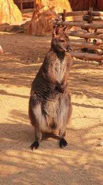 Cute wallaby are jumping around.