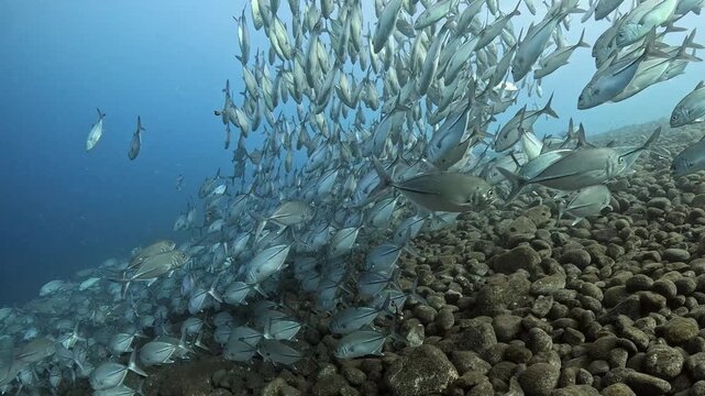 Bigeye trevally (Caranx sexfasciatus) forming a dramatic schooling tornado in open water near Tulamben, Bali. 4K UHD slow-motion underwater footage