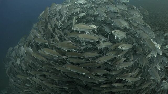 Bigeye trevally (Caranx sexfasciatus) forming a dramatic schooling tornado in open water near Tulamben, Bali. 4K UHD slow-motion underwater footage