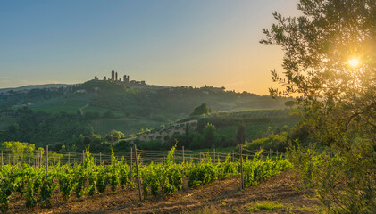 Naklejka premium Vineyard Rows at Sunset with San Gimignano Skyline