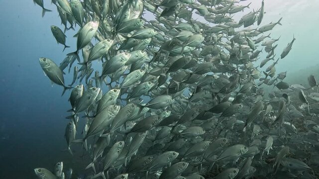 Bigeye trevally (Caranx sexfasciatus) forming a dramatic schooling tornado in open water near Tulamben, Bali. 4K UHD slow-motion underwater footage