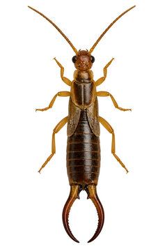 Earwig with curved pincers on transparent background