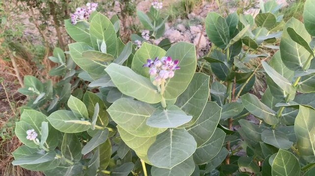 Milkweed plant with green leaves and clusters of small pink and white flowers growing outdoors