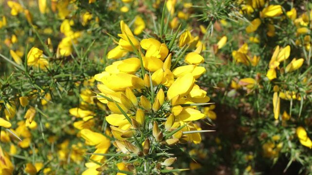 Closeup of bright yellow Gorse flowers, Ulex europaeus, in Autumn sunshine. UK