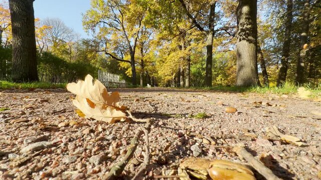 A single oak leaf rests on a scenic park path. A quiet, nostalgic mood fills Catherine Park, Pushkin, Saint Petersburg in slow motion.