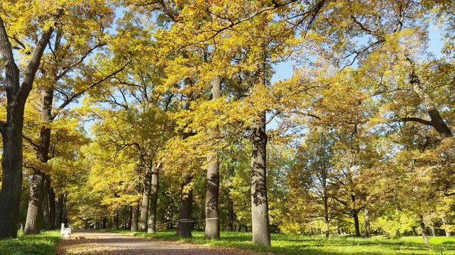 Golden trees line an empty path in slow motion. This scenic view in Catherine Park, Pushkin, Saint Petersburg evokes a calm and peaceful feeling.