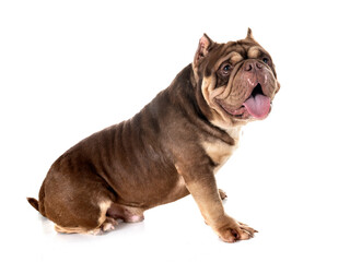 Obraz premium american bully in studio