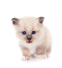 kitten birman cat in studio © cynoclub
