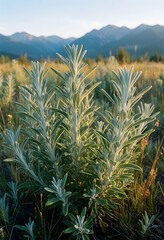 Naklejka premium Wild sage plant in mountain meadow, herbal medicine and aromatherapy concept, sustainable agriculture and organic farming in nature at golden hour