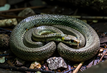 Naklejka na ściany i meble Wildlife conservation and biodiversity, Japanese rat snake coiled on forest floor with tongue flicking in natural habitat for environmental research