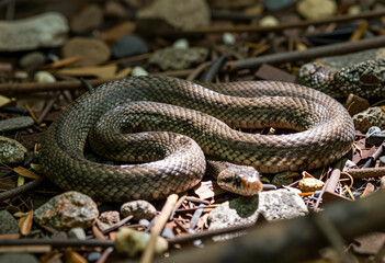 Obraz premium Wildlife conservation and biodiversity smooth snake coiled on forest floor in natural habitat reptile in wilderness predator and ecosystem balance