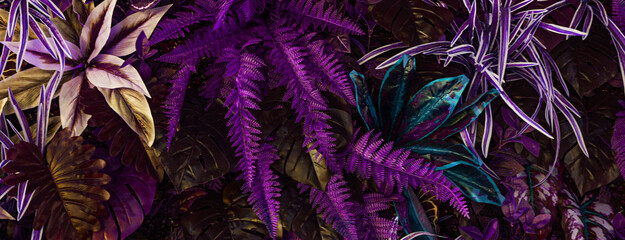 Fototapeta premium abstract tropical leaf textures on dark tone, natural green background.