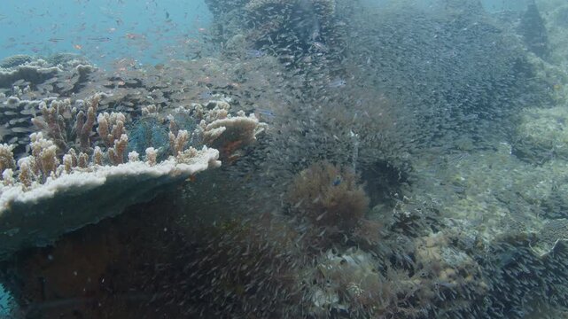 Silversides (Atherinidae) schooling over the coral reef on Misool Archipelago famous for its abundance of marine life. West Papua, Raja Ampat, Indonesia. Camera slowly ascends over the reef