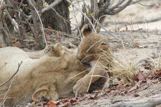 African lion cub touches noses with a lioness in a face to face moment