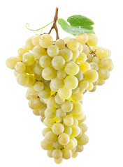 Naklejka premium Bunch of ripe green white table grapes with stem with clipping
