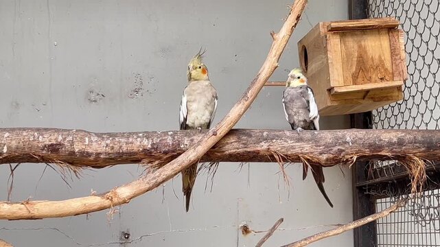 Australian cockatiel, Nymphicus hollandicus in a zoo enclosure, captured in footage showing its plumage and behavior in captivity.