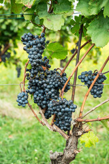 Naklejka premium Close up of ripe black grapes growing in clusters on green vine in sunny vineyard.