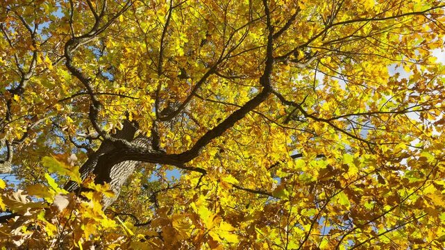 Golden autumn leaves sway gently overhead. A peaceful, joyful mood fills Catherine Park, Pushkin, Saint Petersburg in a smooth tilt shot with no people.