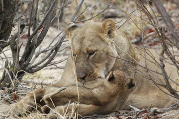 African lioness licks a lion cub pressed against her chest © WildinAfrica