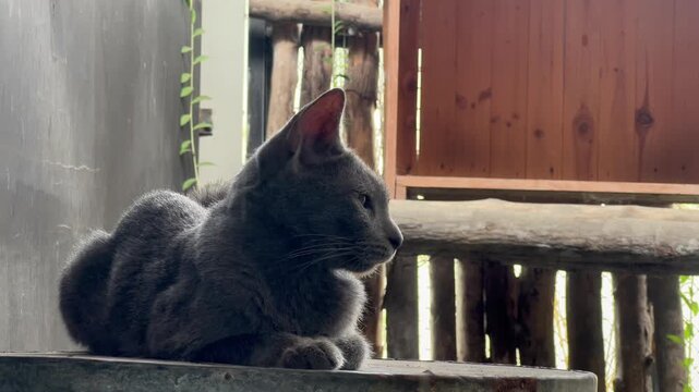Footage of a black Raas cat, Felis catus, resting on a cage in a zoo enclosure, showing its fur, body posture, and calm behavior.
