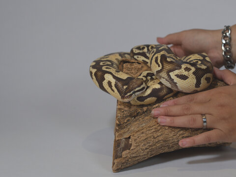 Ball Python Resting on Cork Bark Beside Human Hands in Studio