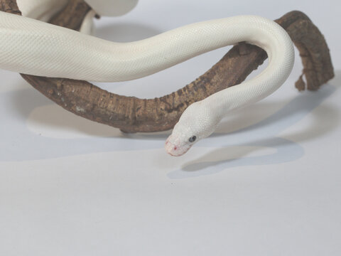 Leucistic Ball Python Slithering on Wooden Branch Over White Background