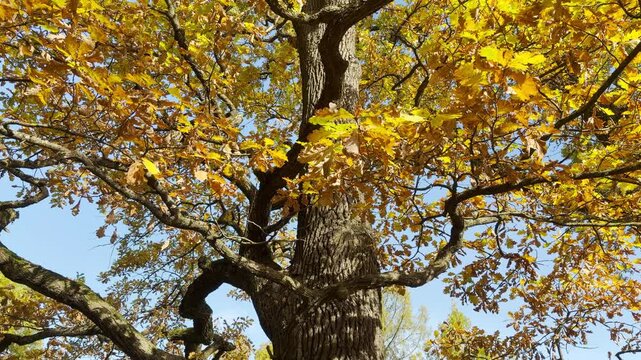 A smooth tilt shot captures ancient tree branches swaying in Catherine Park, Pushkin, Saint Petersburg. This serene autumn view evokes a calm and peaceful feeling.