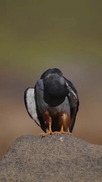 Small falcon perched on a rock in the wild looking around for prey in