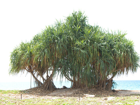 Large Pandanus Screw Pine Trees on Tropical Coastline