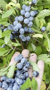 Capturing Wild Thorny Fruit Bushes Loaded With Rife Purple Sloe Berries