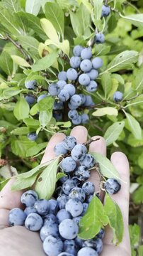 Harvesting Antioxidant-Packed Wild Purple Berries During Autumn Exploration