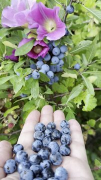 Foraging Wild Purple Sloe Berries in the Rugged Autumn Mountain Terrain