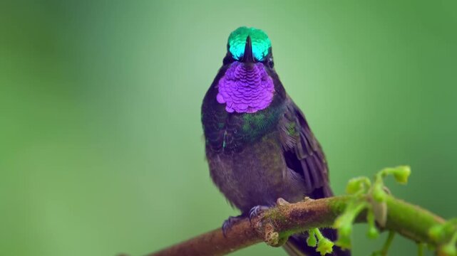 Verdant Hummingbird on Branch with Green Feather Crown, Close up Purple Throat Bird in Lush Forest, Natural Wildlife Details Portrait isolated on Transparent Background