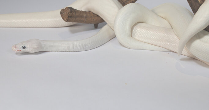 Leucistic Ball Python Slithering on Wooden Branch Over White Background