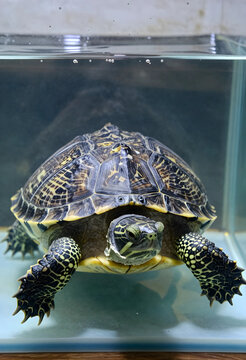Biodiversity and wildlife conservation, freshwater turtle swimming in a glass aquarium tank, exotic pet care and aquatic animal biology in a home setting