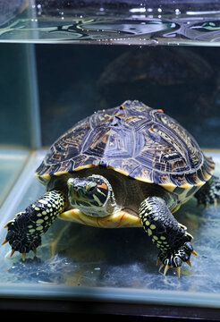 Biodiversity and wildlife conservation, red eared slider turtle swimming in clear aquarium water, exotic pet care and aquatic animal biology