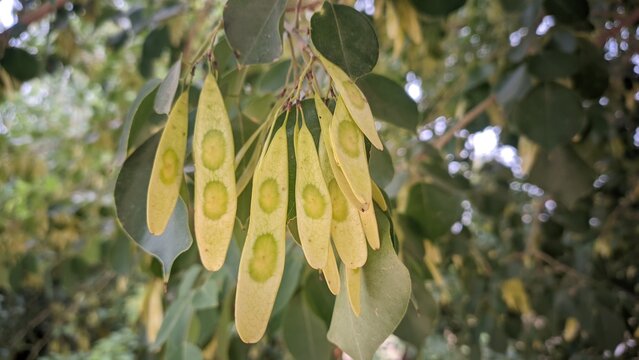 Flat green seed pods hanging from dalbergia sissoo sheesham tree branch with leaves closeup