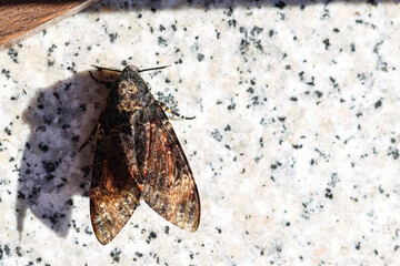 Close up of death's head hawkmoth acherontia atropos resting on granite stone surface © TopMicrobialStock