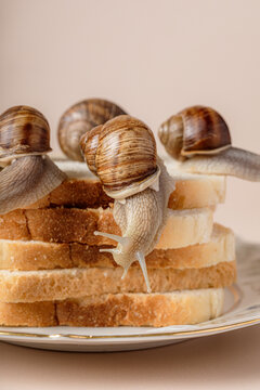 Raw edible snails on toast bread, high angle French cuisine metaphor.
