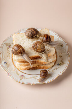 Live snails crawling on a stack of bread on a vintage plate