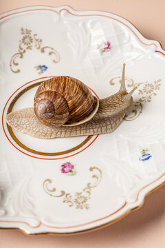 Macro with live snail crawls across a fancy porcelain plate