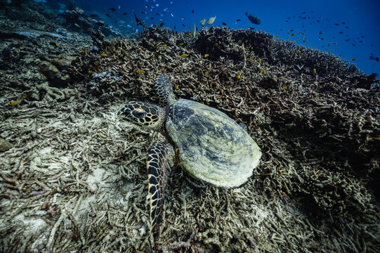 Hawksbill sea turtle rests on dead coral reef rubble