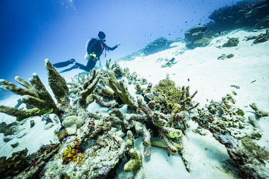 Scuba diver exploring a sandy bottom coral reef ecosystem