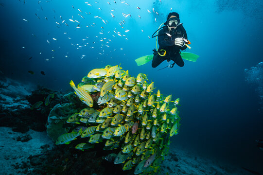 female scuba diver above a school of tropical fish in Raja Ampat