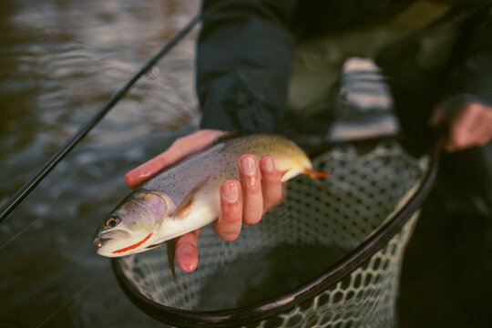 Angler holds a freshly caught trout above a landing net.