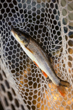 Northern Pikeminnow in a net in Oregon