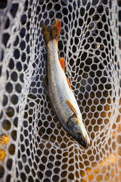 Northern Pikeminnow in a net in Oregon
