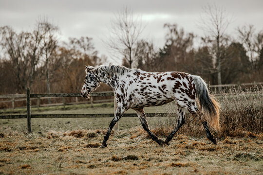 Stunning brown and white spotted horse walking in a field